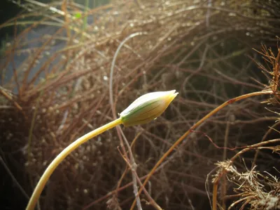 Illustration aborted - Image 2