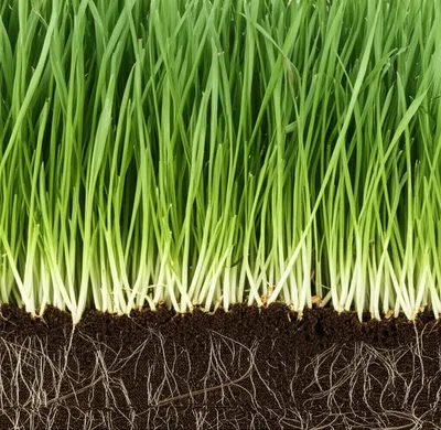 Illustration turf - Image 1