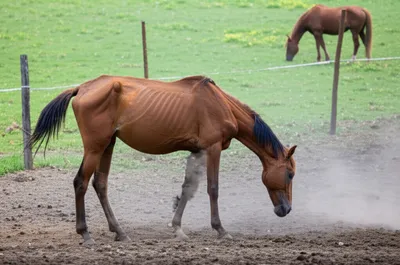 Illustration weeds - Image 1