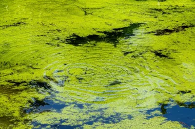 Illustration scum - Image 1