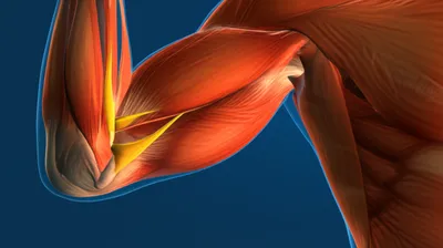 Illustration insertions - Image 1