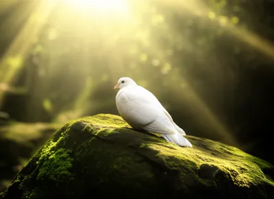 Illustration sanctity - Image 1