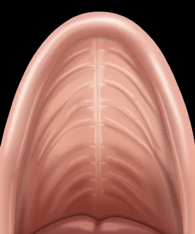 Illustration palatine - Image 1