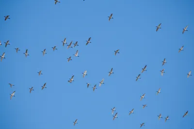 Illustration phalanx - Image 1