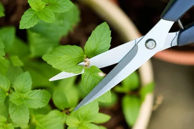 Illustration snip - Image 1