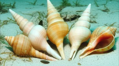 Illustration spindle - Image 1