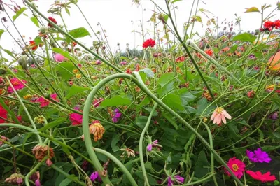 Illustration thugs - Image 1