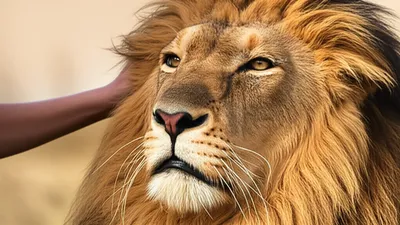 Hình ảnh minh họa tranquilizing