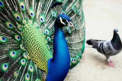 Illustration fancier - Image 1