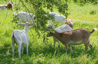 Illustration goats - Image 1