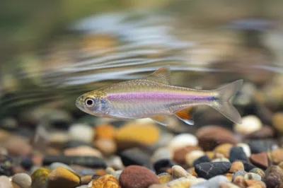 Illustration pink - Image 1