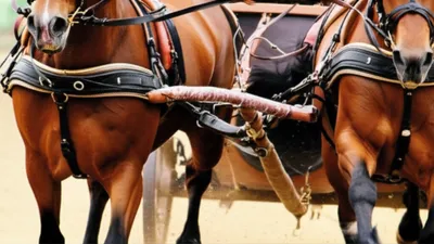 Illustration beams - Image 1