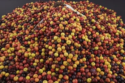 Illustration sate - Image 1