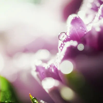 Illustration perfumed - Image 1