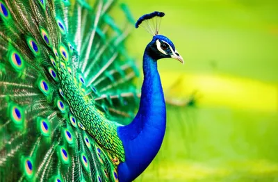 Illustration piquing - Image 1