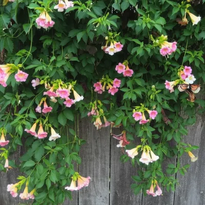 Illustration lonicera