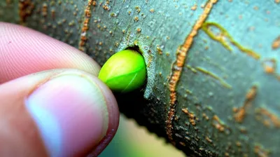 Illustration inoculate - Image 1