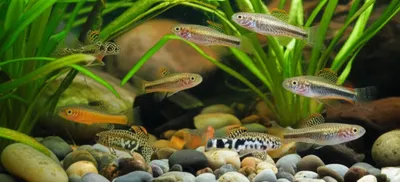 Illustration bullies - Image 1