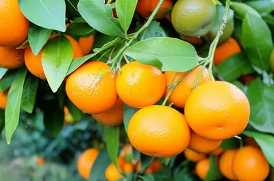 Illustration mandarins - Image 1