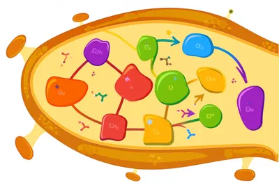 Illustration labelled - Image 1