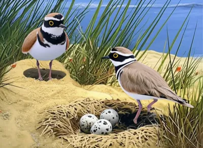 Illustration killdeers - Image 1