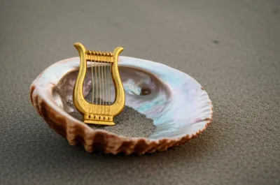 Illustration shell - Image 1