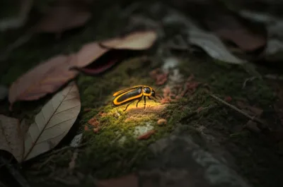 Illustration glows - Image 1