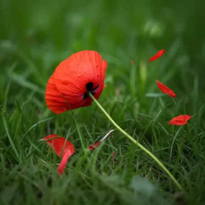 Illustration flattening - Image 1