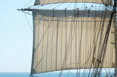 Illustration leach - Image 1