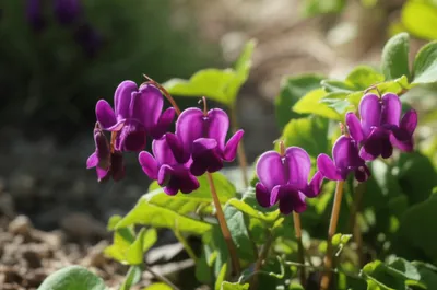 Hình ảnh minh họa violets - Ảnh 1