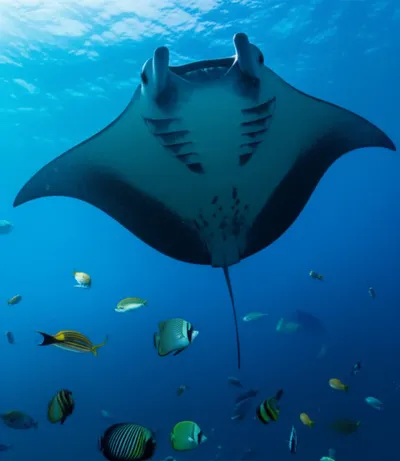 Illustration mantas - Image 1