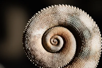 Illustration curls - Image 1