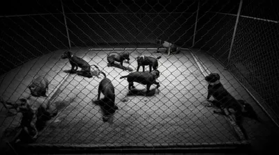 Illustration walks - Image 1