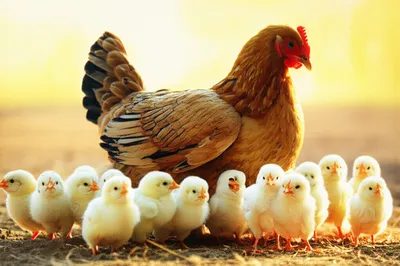 Illustration broods - Image 1