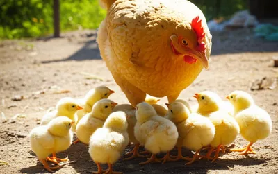 Illustration cluck - Image 1