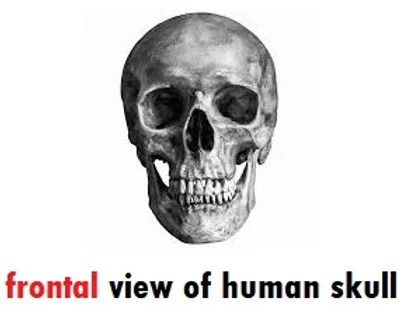 Illustration frontal - Image 2