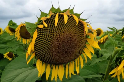 Illustration declining - Image 1