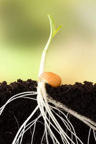 Illustration inchoative