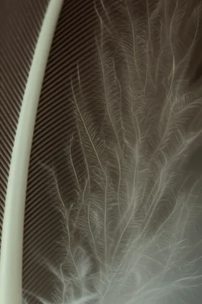 Illustration barbules - Image 1