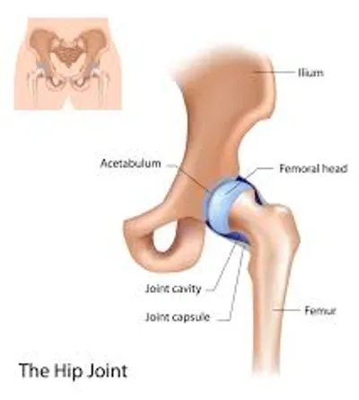 Illustration hip - Image 2