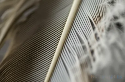 Illustration down - Image 1