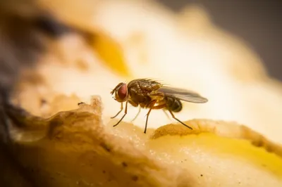 Illustration drosophila