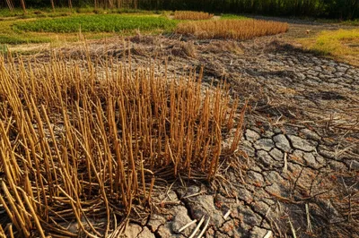 Illustration blights - Image 1