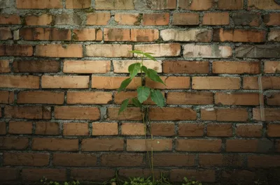 Hình ảnh minh họa walling - Ảnh 1