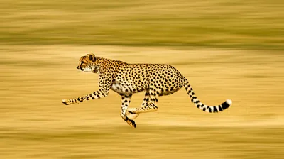 Illustration blazing - Image 1