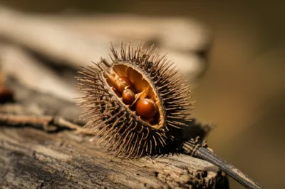 Illustration bur - Image 1