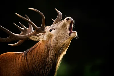 Illustration bell - Image 1