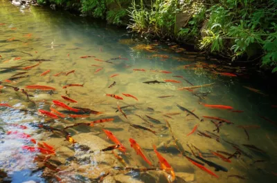 Illustration swim - Image 1