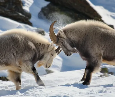 Illustration butts - Image 1