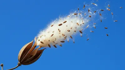 Illustration opens - Image 1